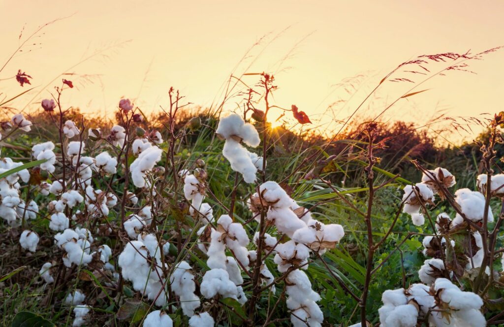 BCI: Moda sustentável através dos tecidos de algodão da Manatex